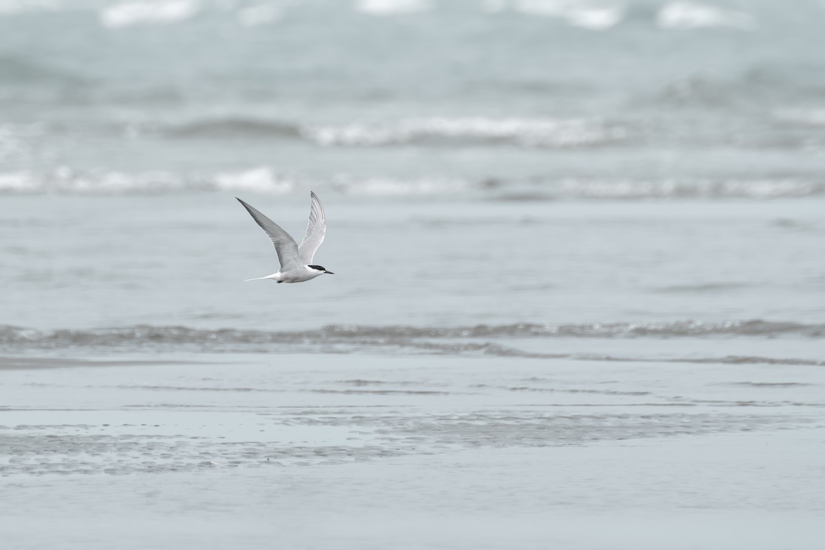 Common Tern - Anonymous