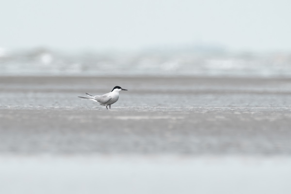 Common Tern - ML619752071