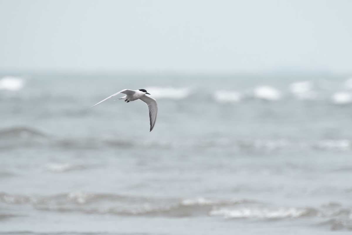 Common Tern - ML619752072