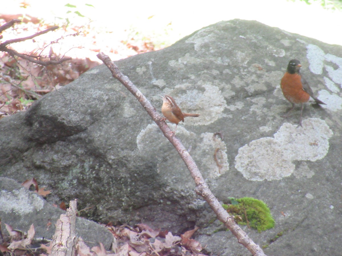 Carolina Wren - ML619752082