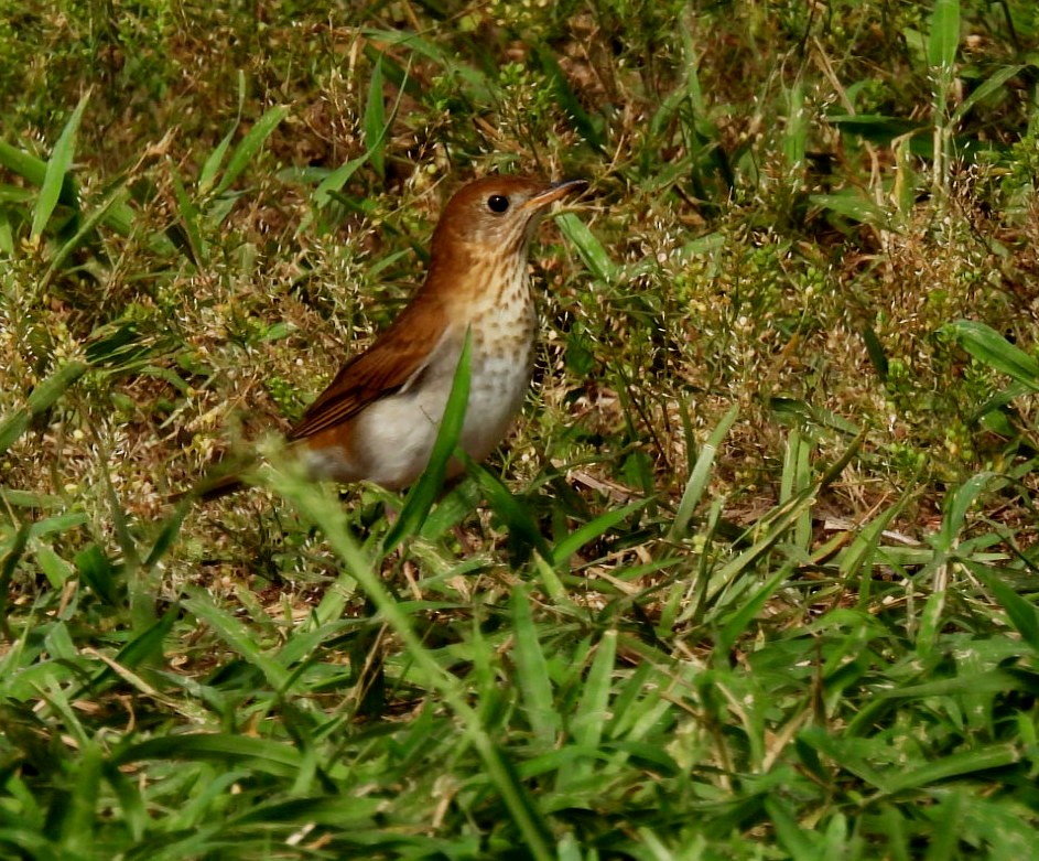 Veery - ML619752087