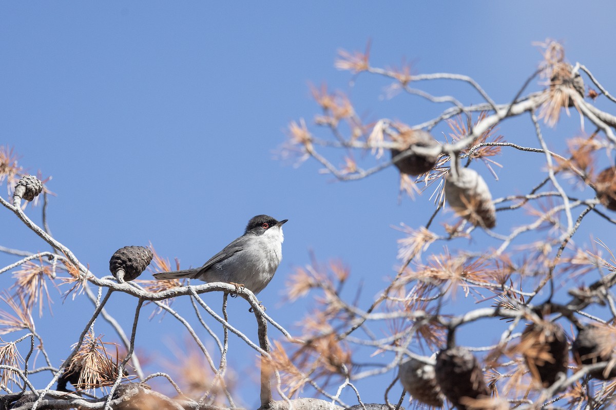 Sardinian Warbler - Gaurav Manglik