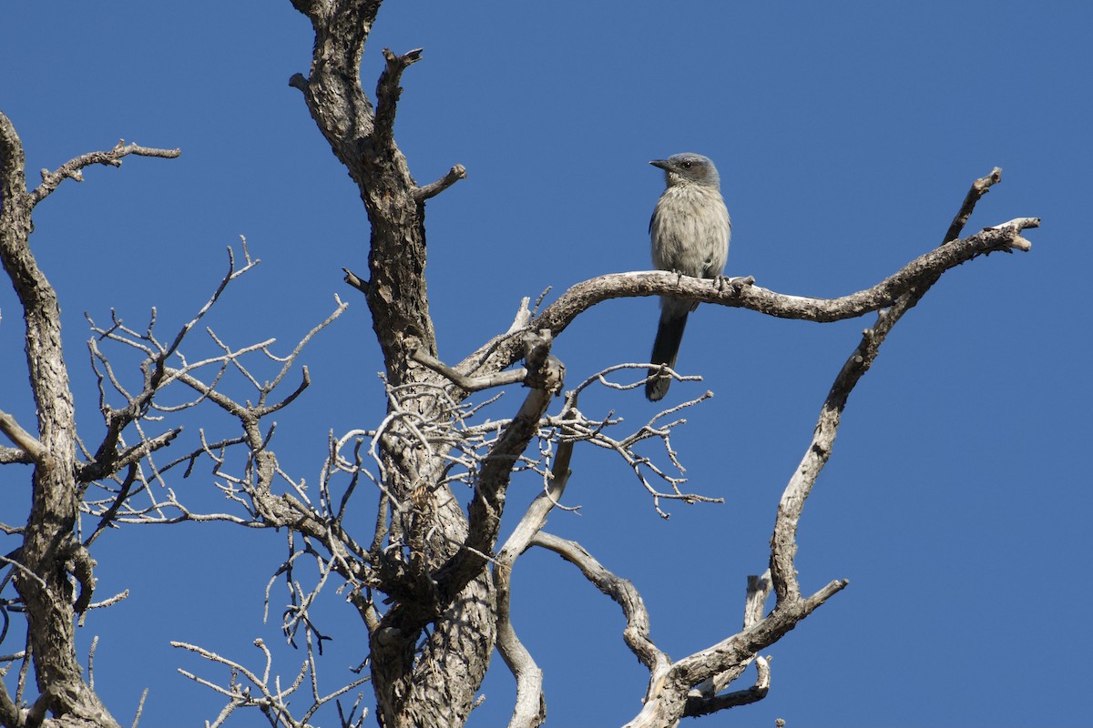 Woodhouse's Scrub-Jay - ML619752123