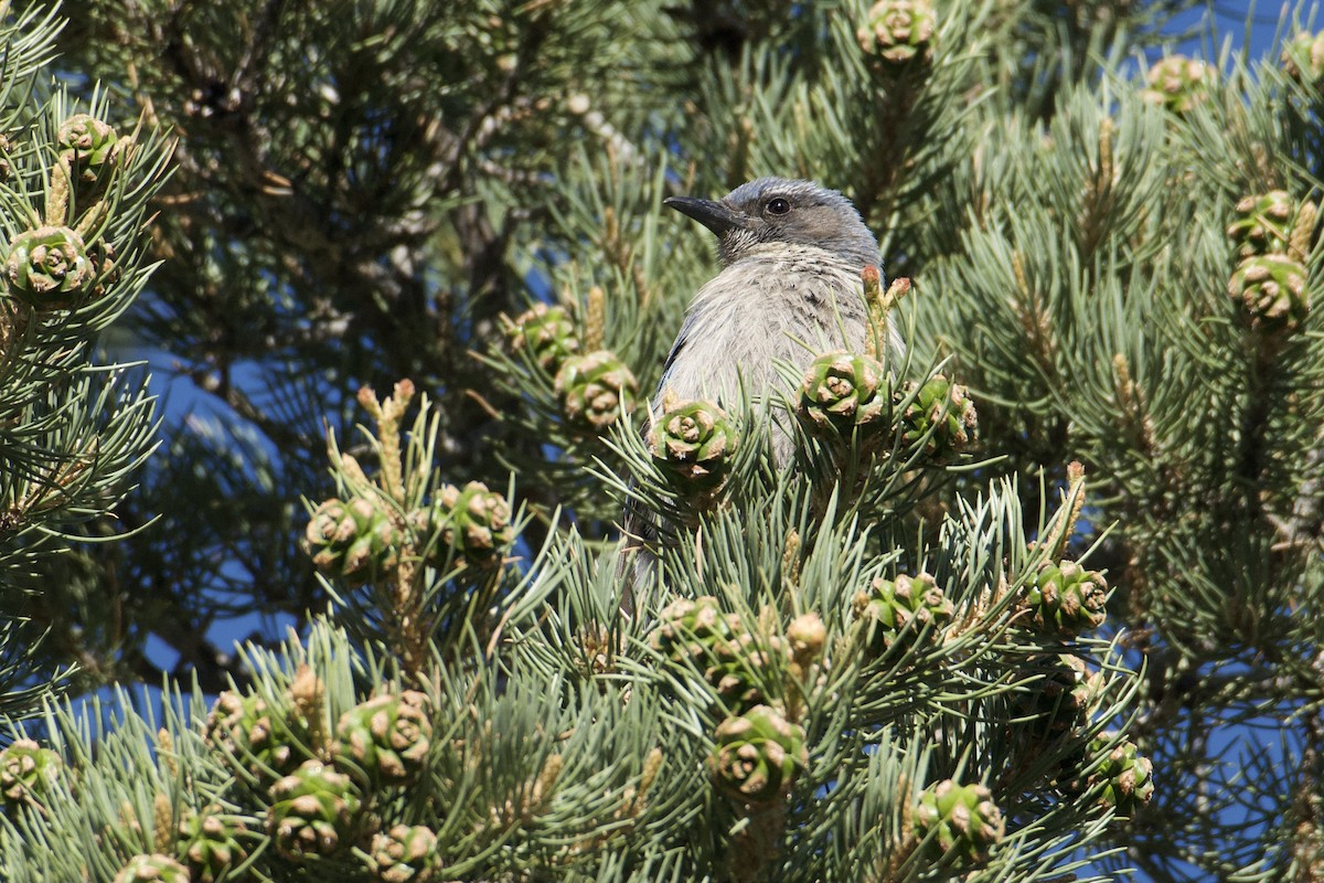 Woodhouse's Scrub-Jay - ML619752128