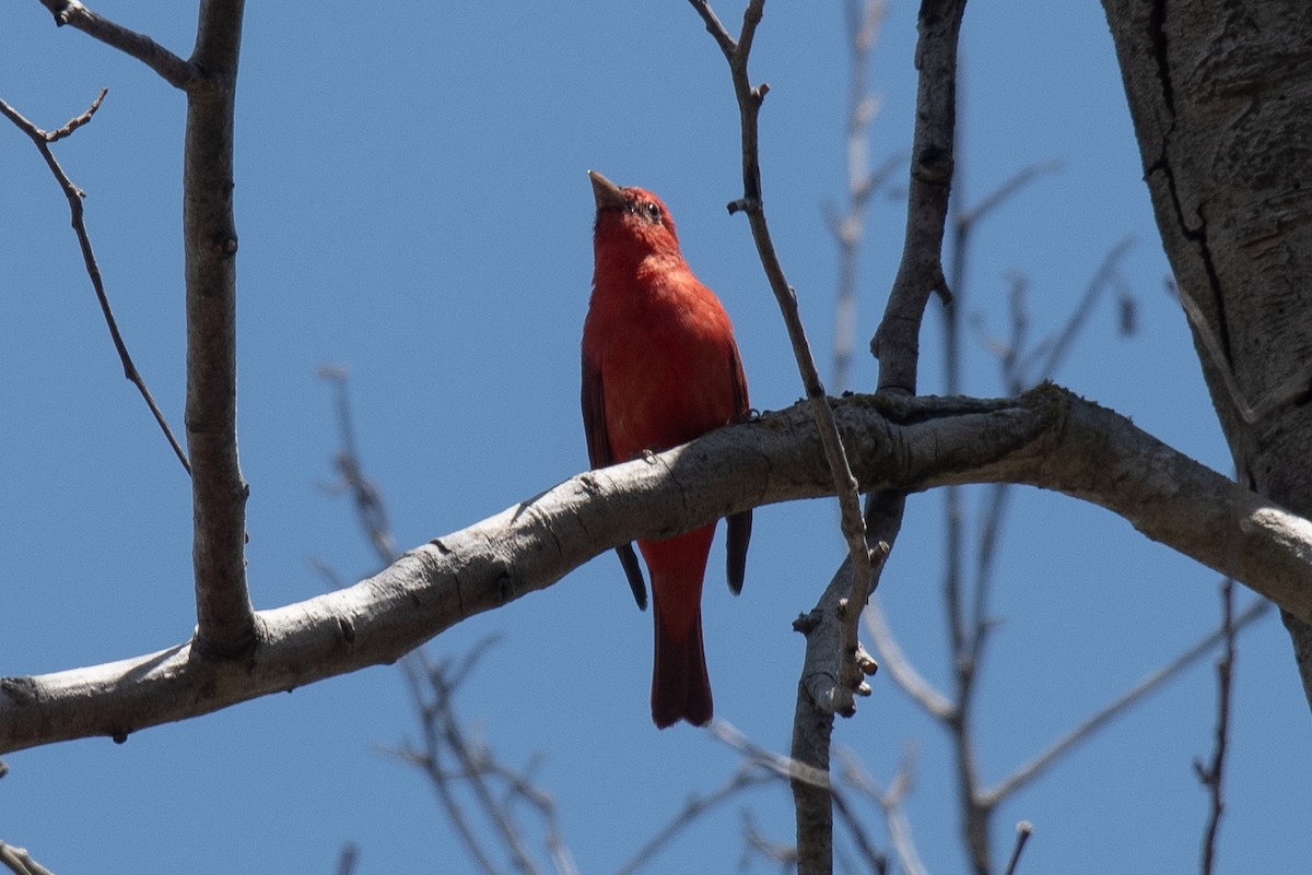 Summer Tanager - ML619752143