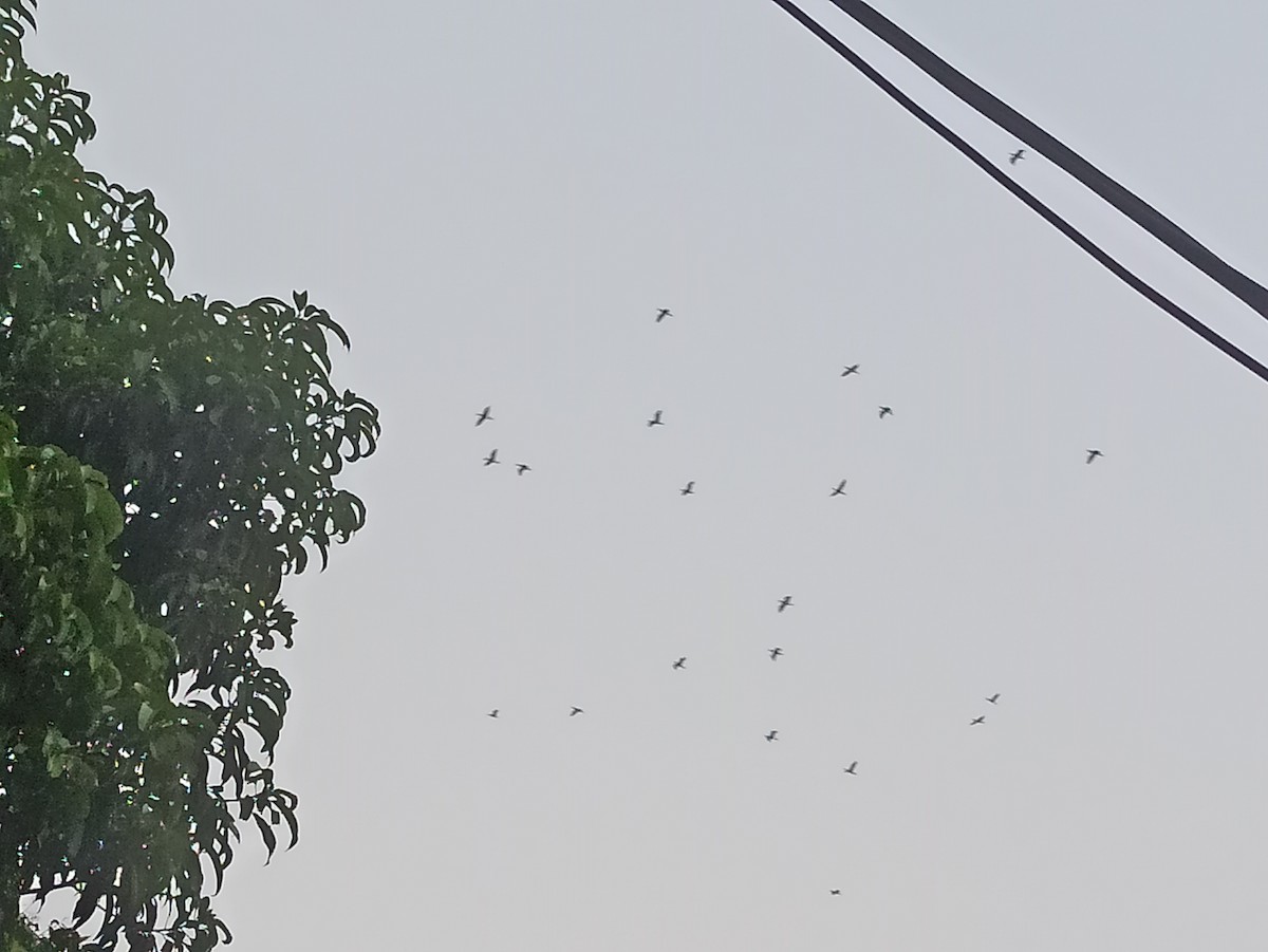 Little Cormorant - ML619752229