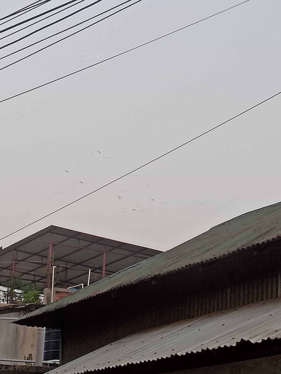 Little Cormorant - ML619752230