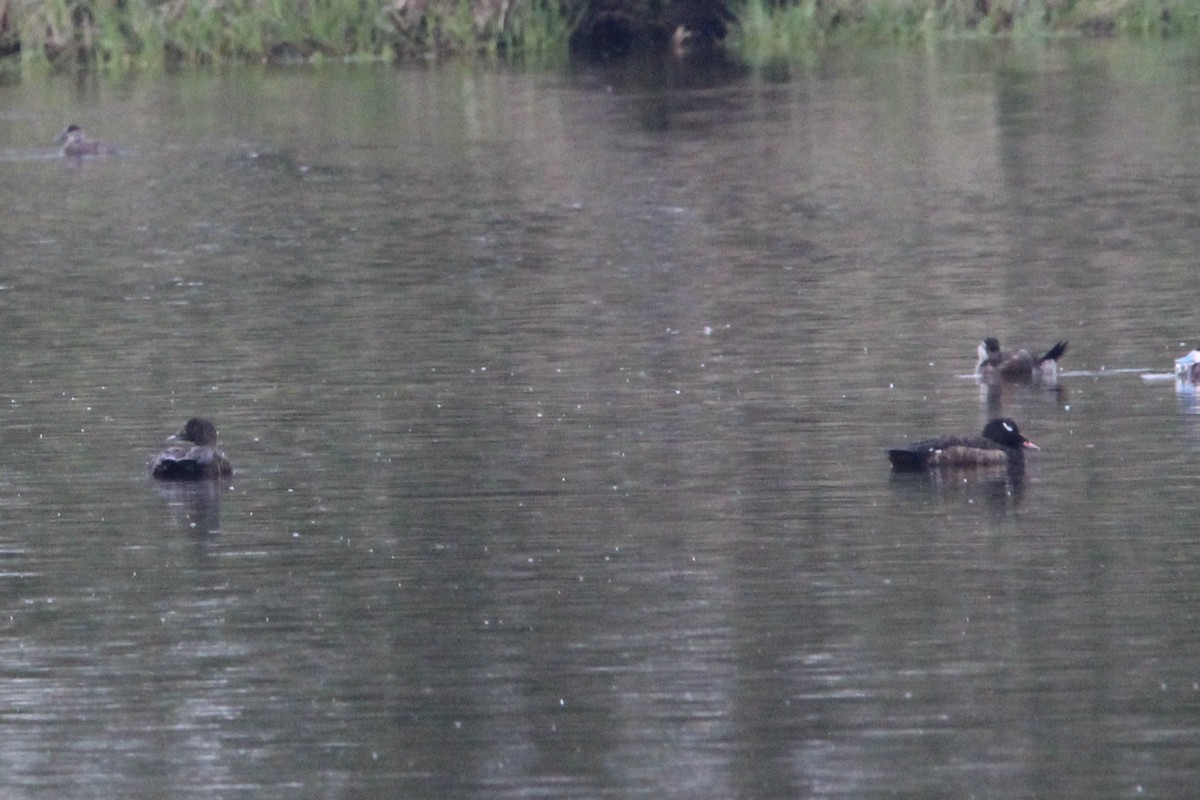 White-winged Scoter - ML619752240