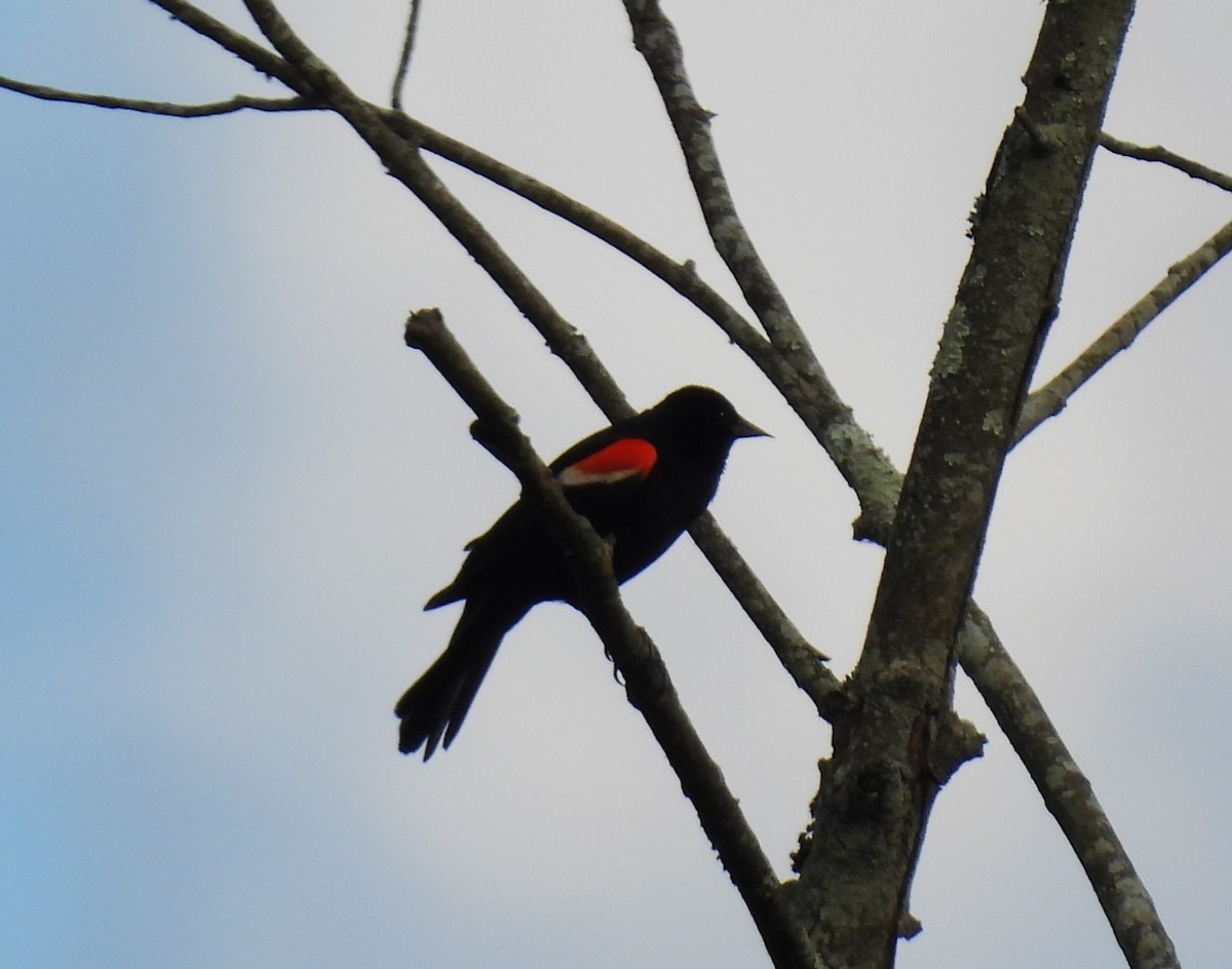 Red-winged Blackbird - ML619752262