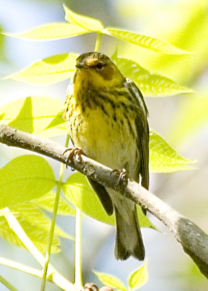 Cape May Warbler - ML619752278