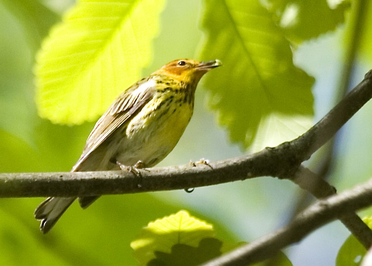 Cape May Warbler - ML619752279