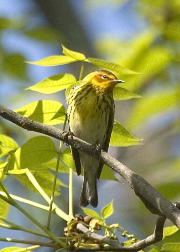 Cape May Warbler - ML619752280