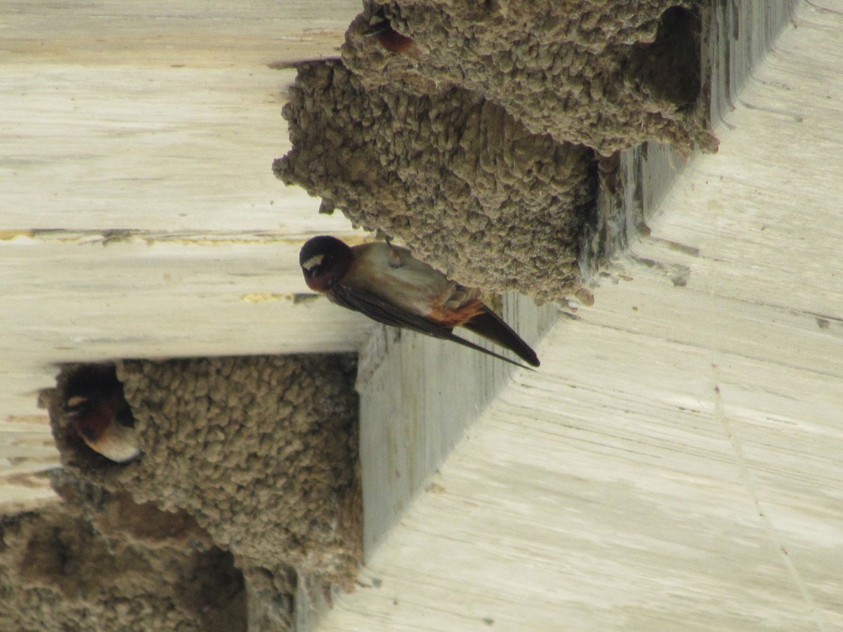 Cliff Swallow - ML619752298