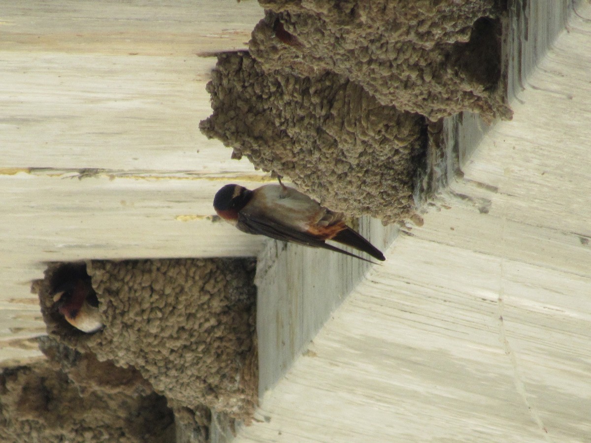 Cliff Swallow - ML619752300