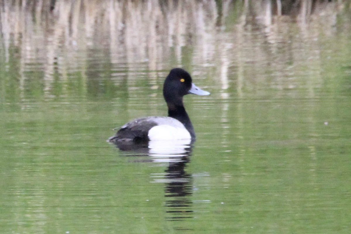 Lesser Scaup - ML619752313