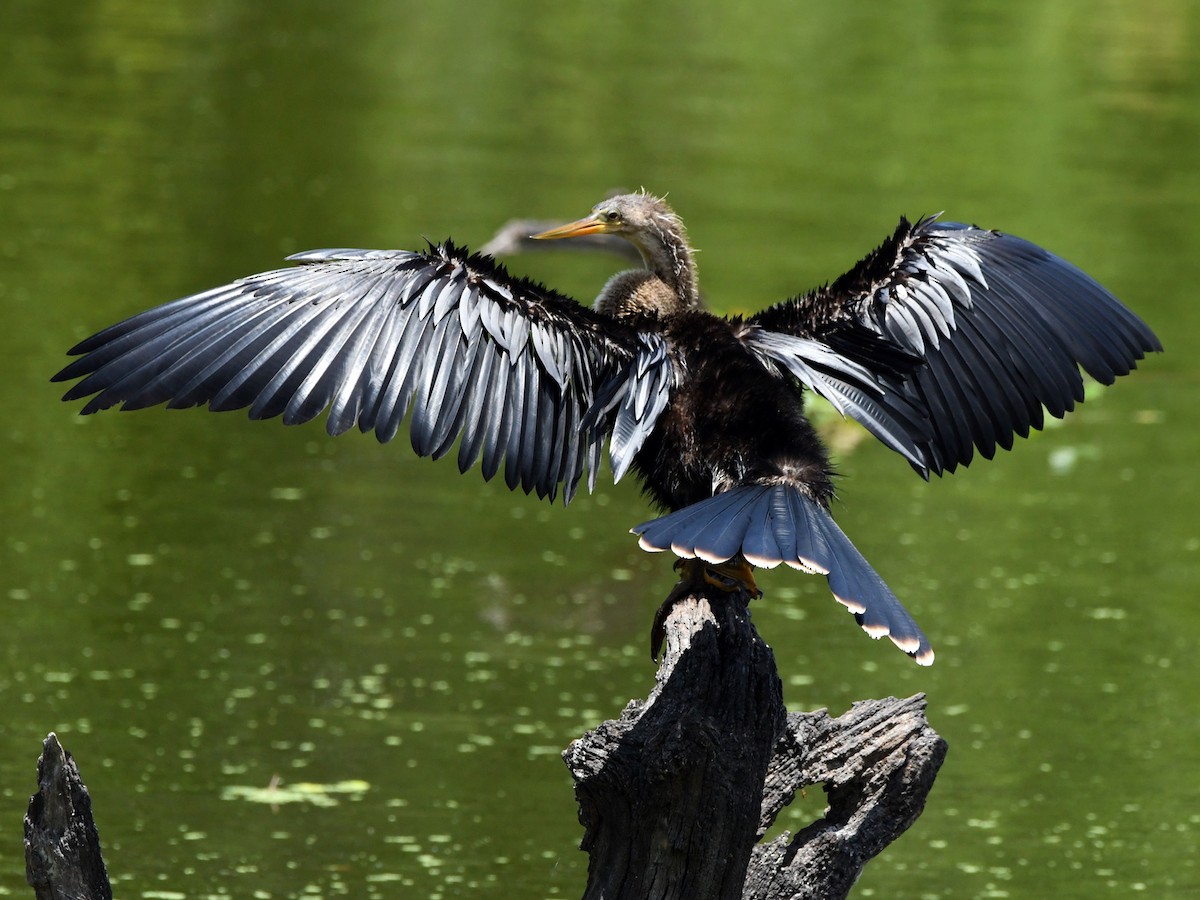 Anhinga - ML619752324