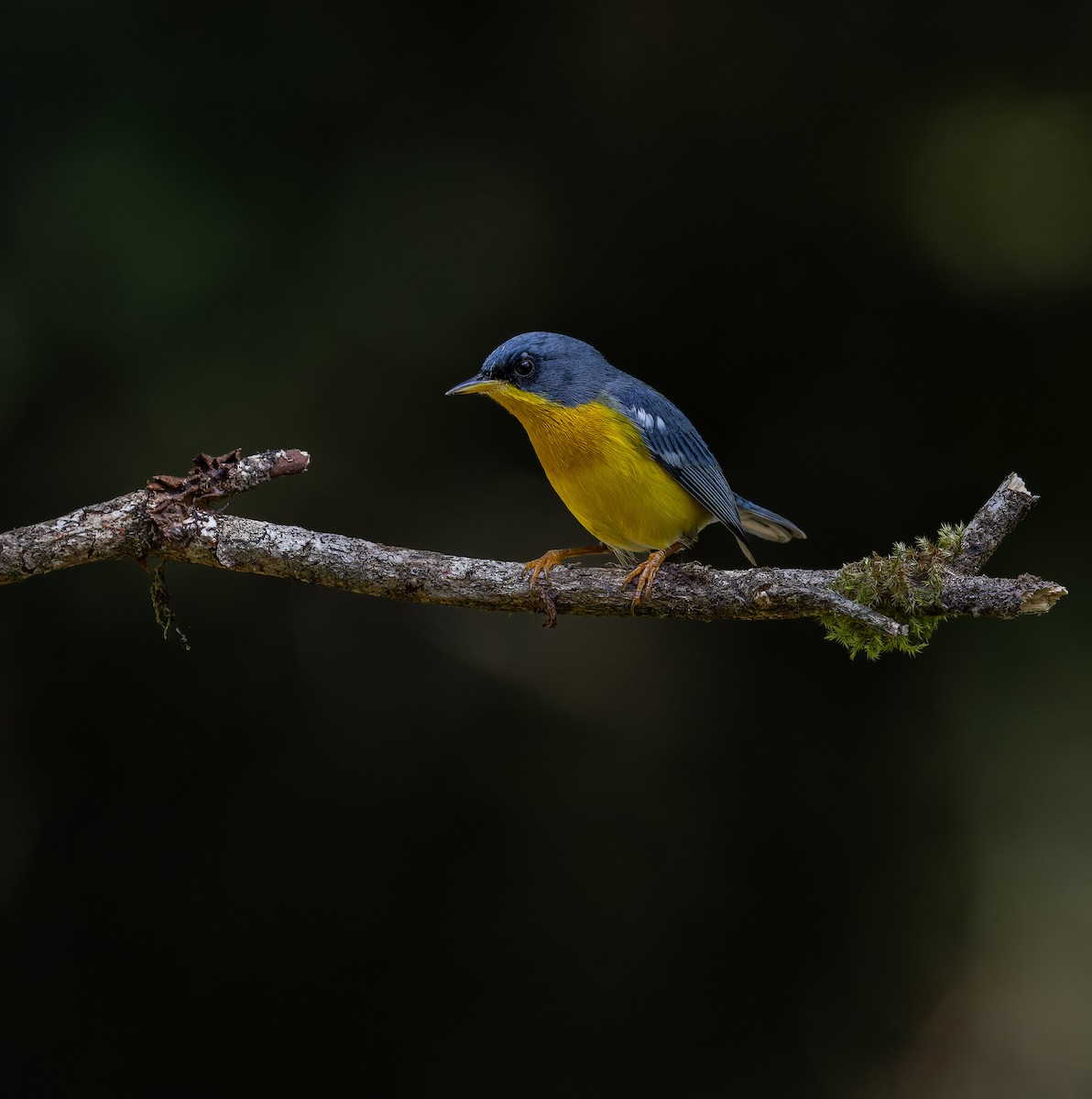 Tropical Parula - ML619752338