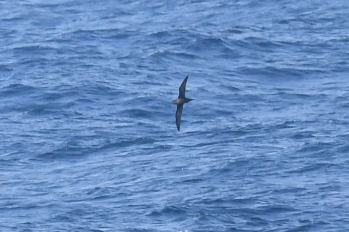 Short-tailed Shearwater - ML619752364