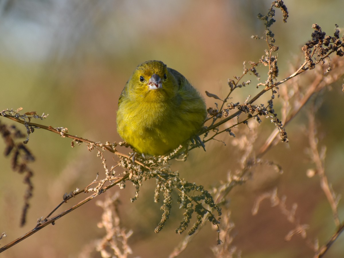 Saffron Finch - ML619752366