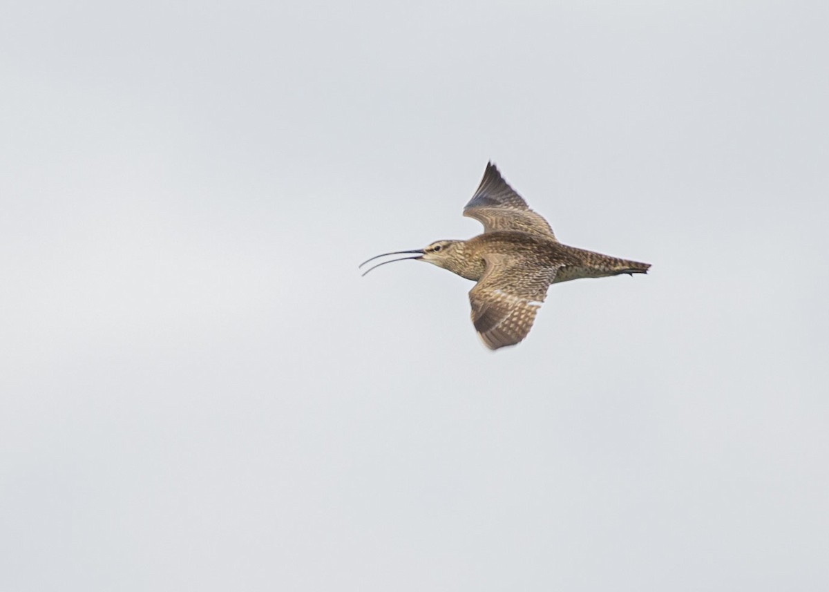 Regenbrachvogel - ML619752367