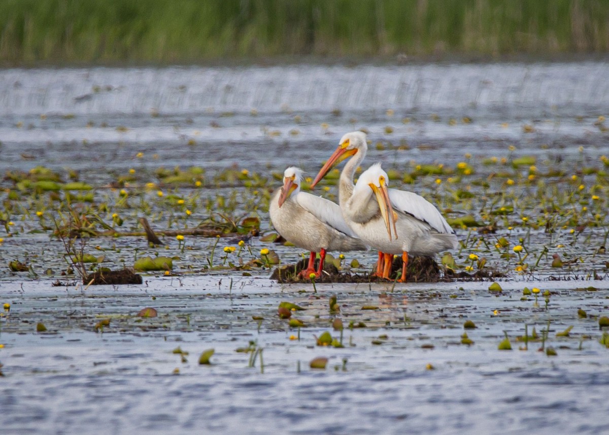 American White Pelican - ML619752376