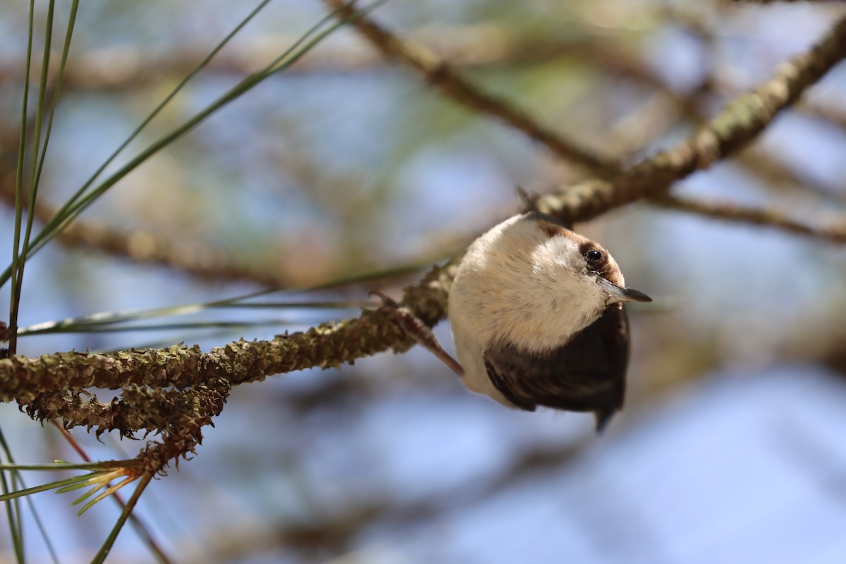 Brown-headed Nuthatch - ML619752377