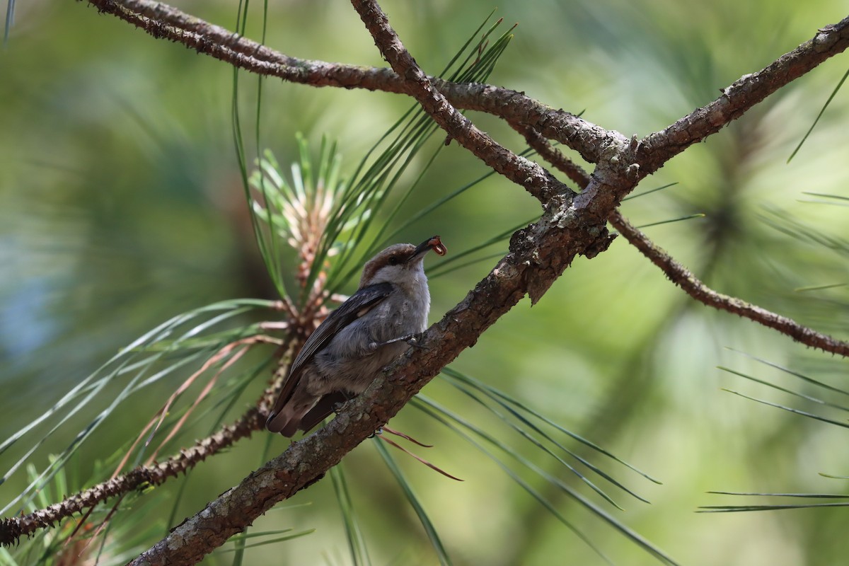 Brown-headed Nuthatch - ML619752378