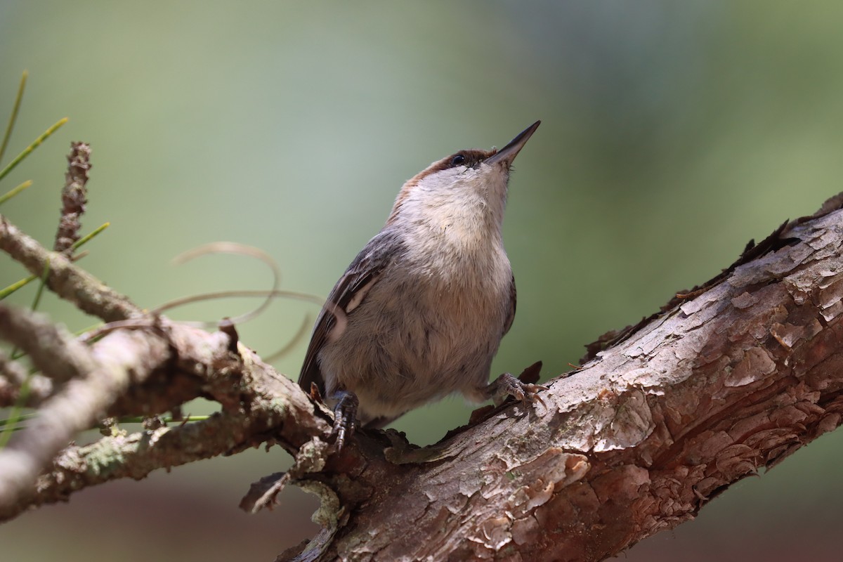 Brown-headed Nuthatch - ML619752379