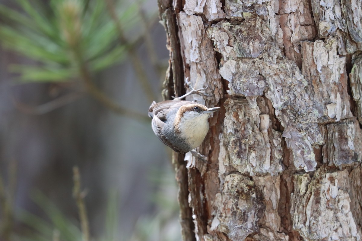 Brown-headed Nuthatch - ML619752380