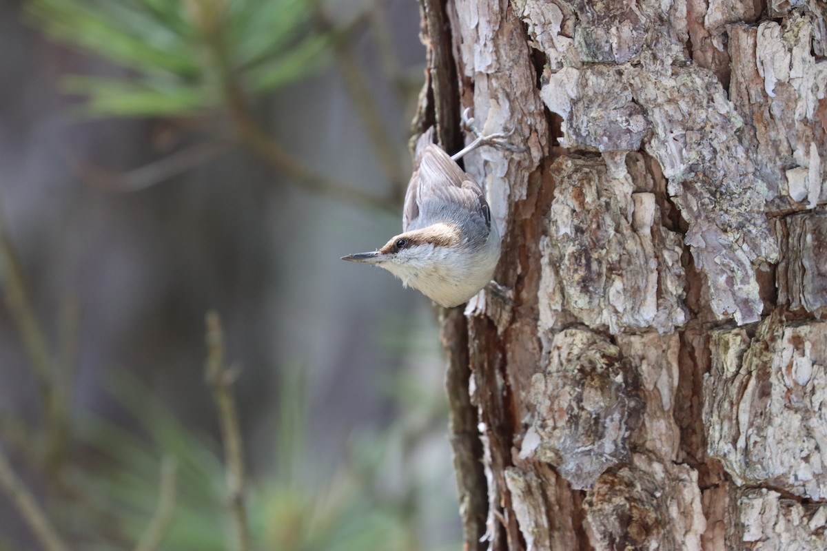 Brown-headed Nuthatch - ML619752381