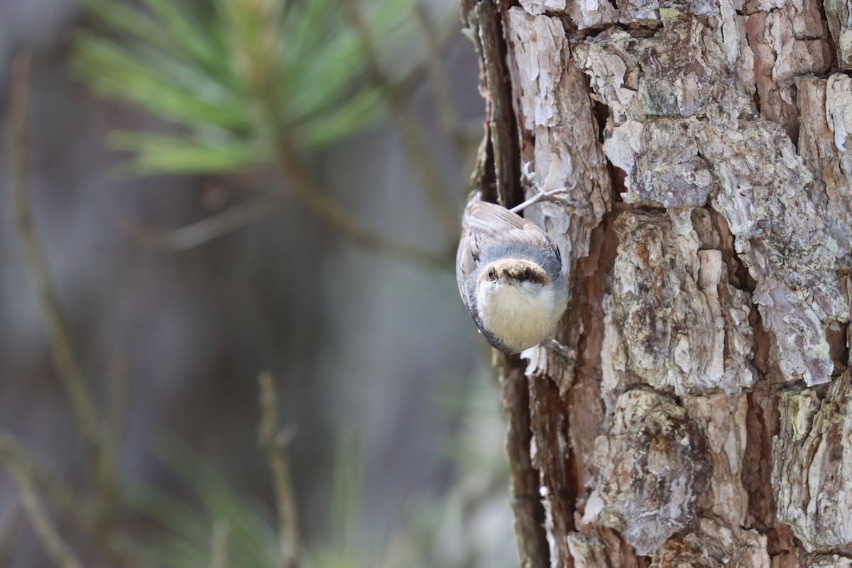 Brown-headed Nuthatch - ML619752383