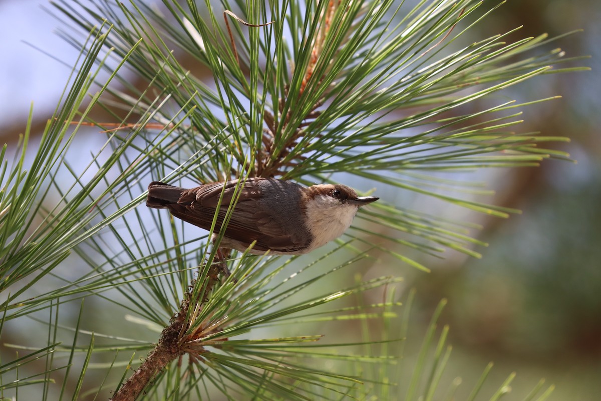 Brown-headed Nuthatch - ML619752385