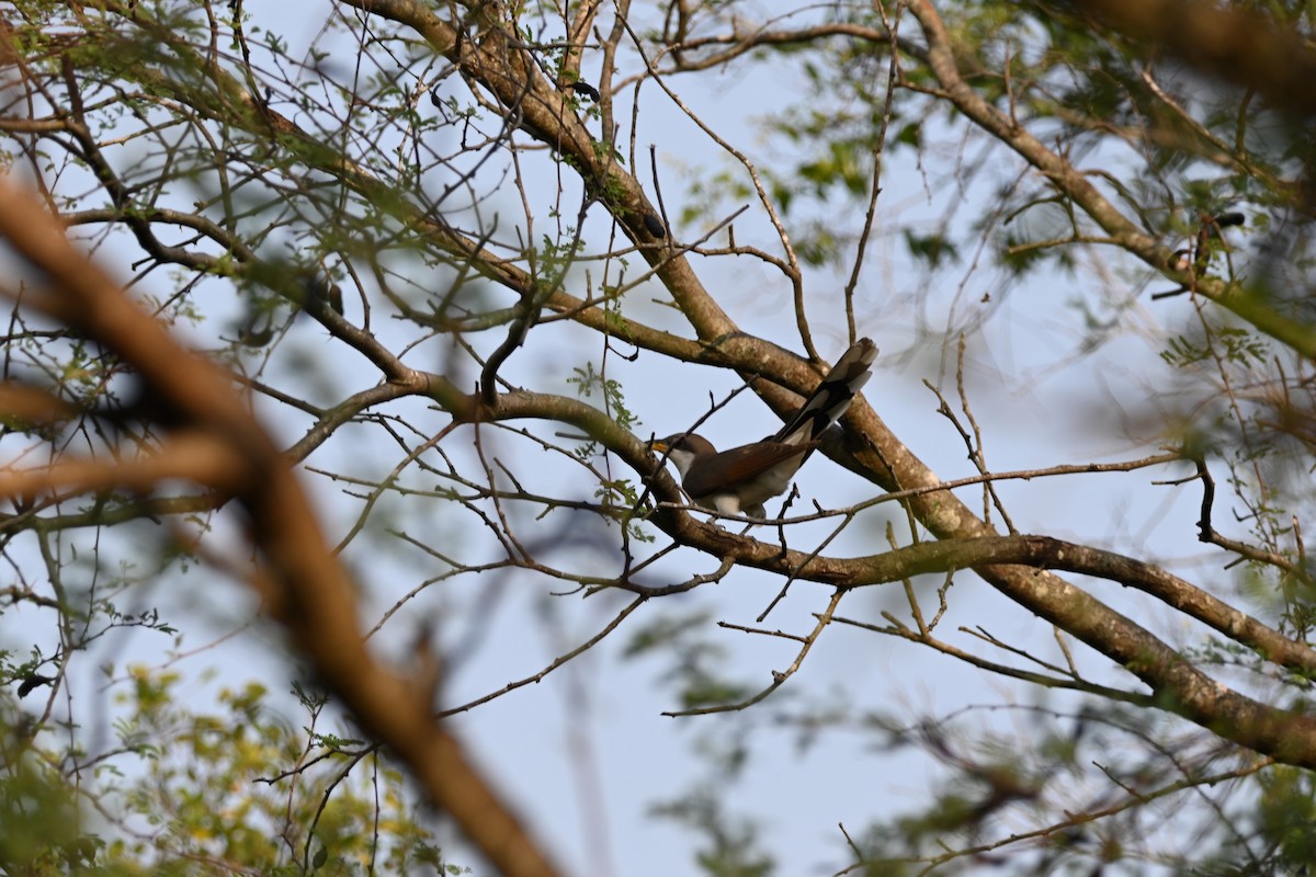 Yellow-billed Cuckoo - ML619752393