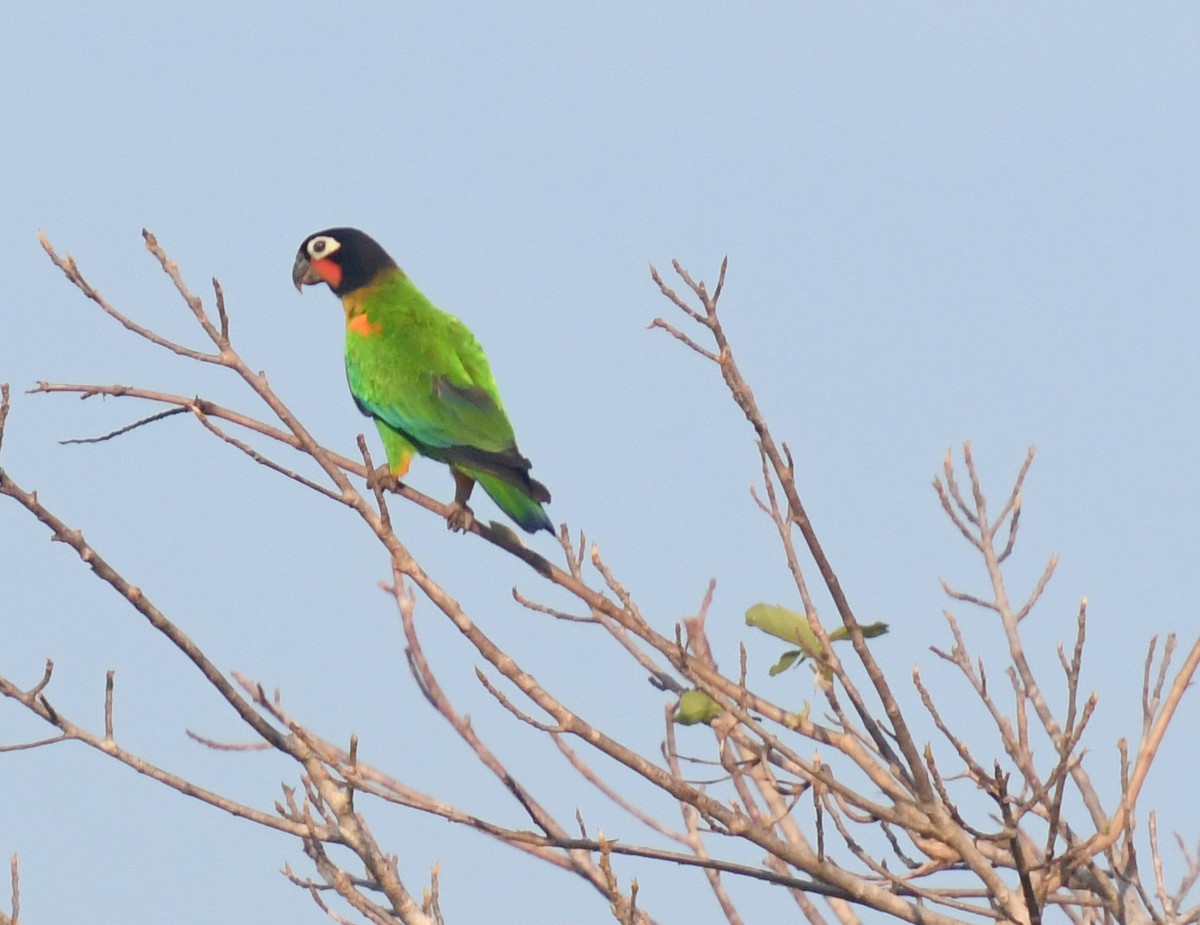 Orange-cheeked Parrot - Laurence Green