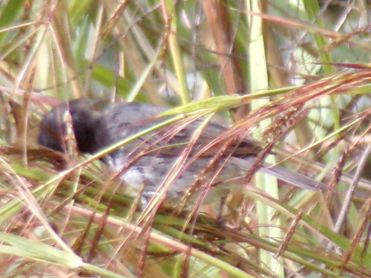 Yellow-bellied Seedeater - ML619752440
