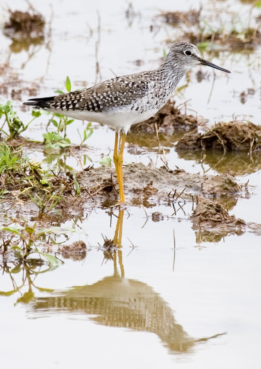 Lesser Yellowlegs - ML619752452