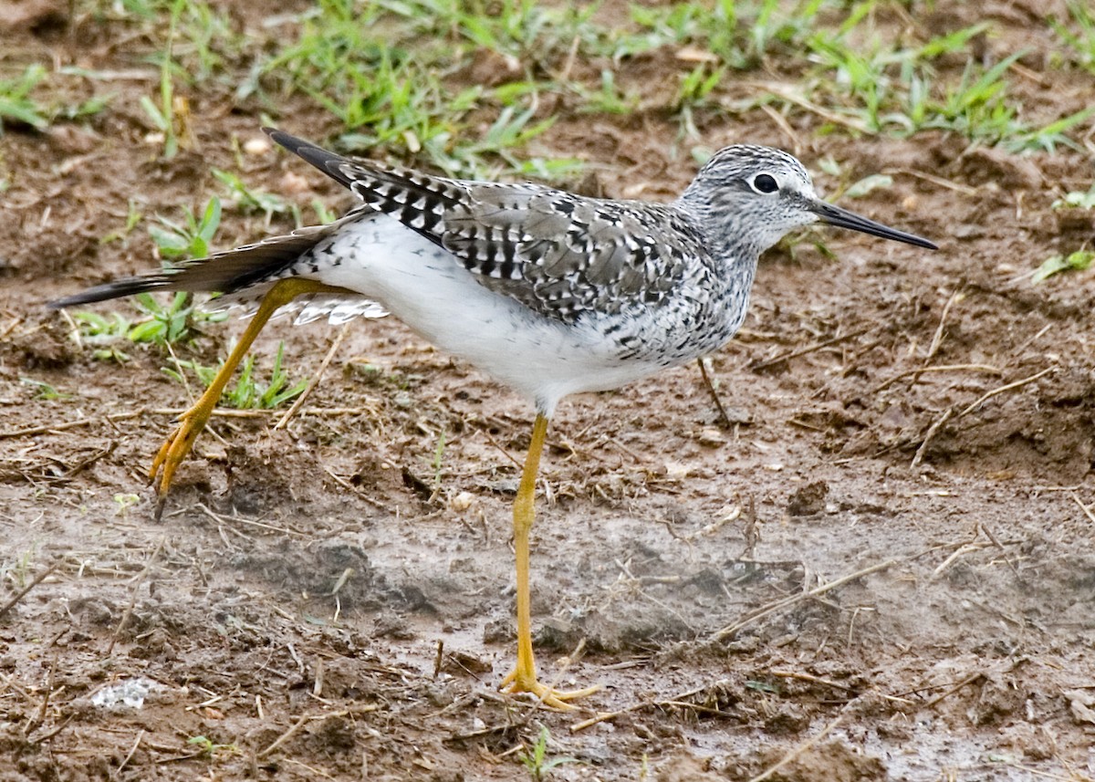 Lesser Yellowlegs - ML619752453