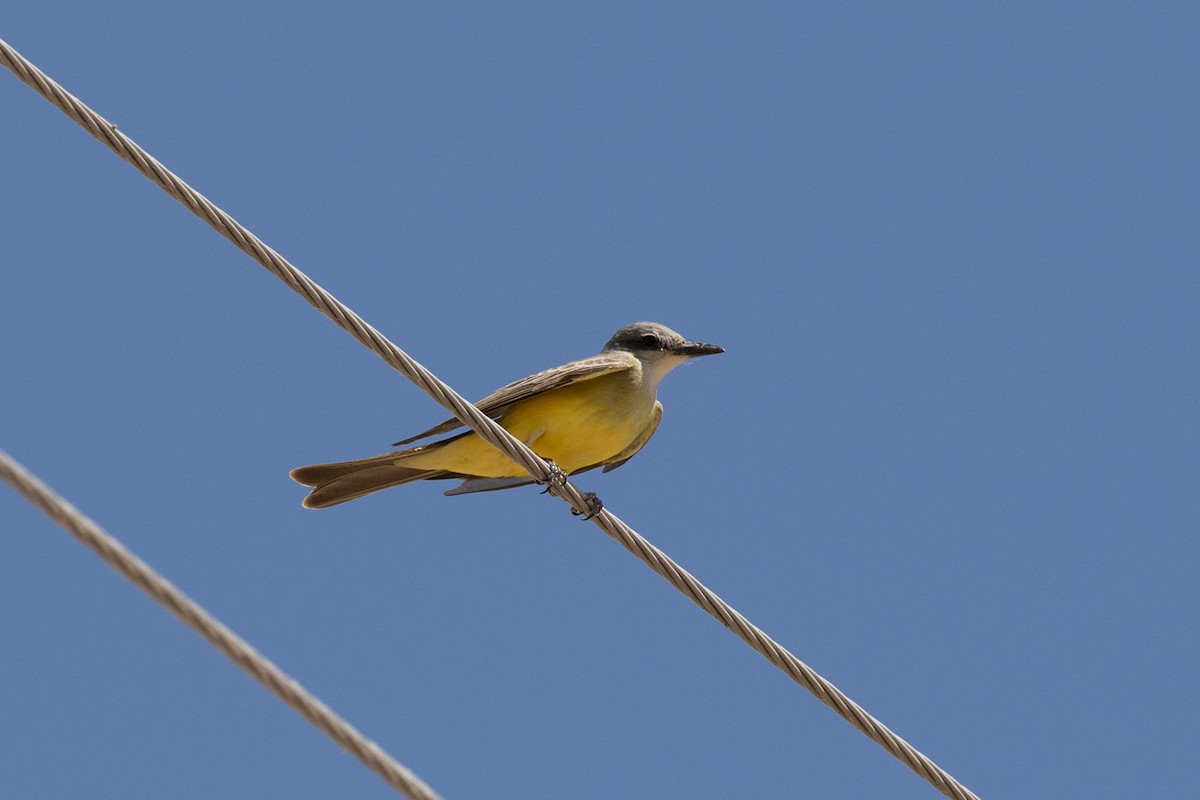 Tropical Kingbird - ML619752464