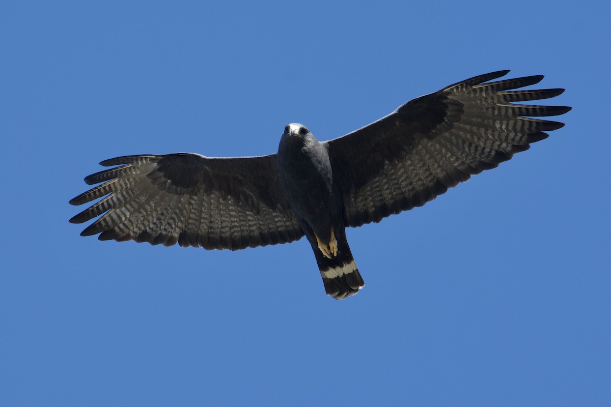 Rußbussard - ML619752469