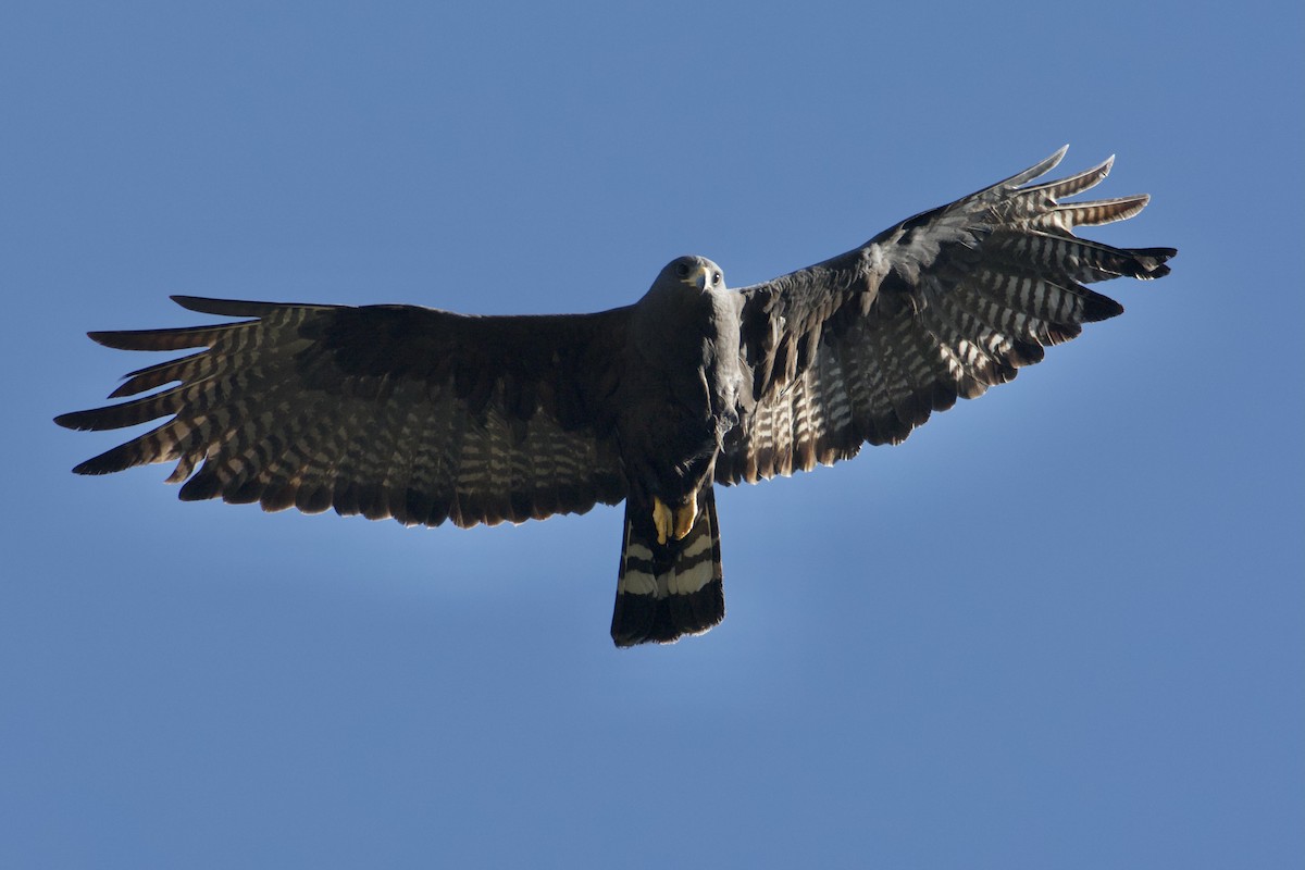 Zone-tailed Hawk - ML619752470