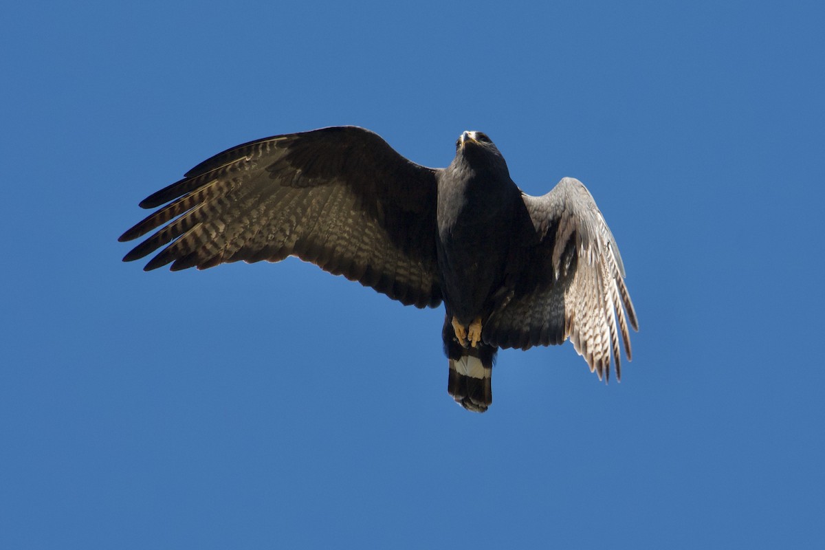 Rußbussard - ML619752477