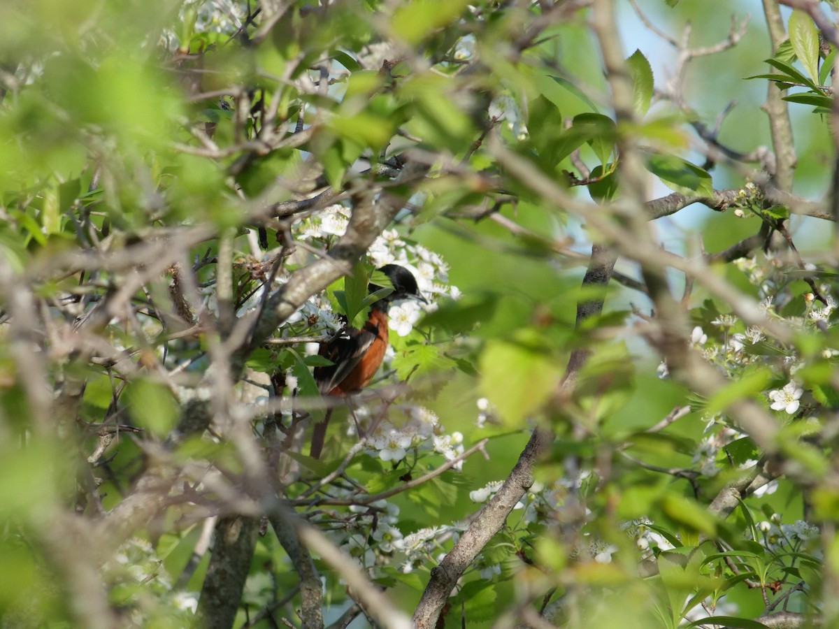 Orchard Oriole - ML619752479