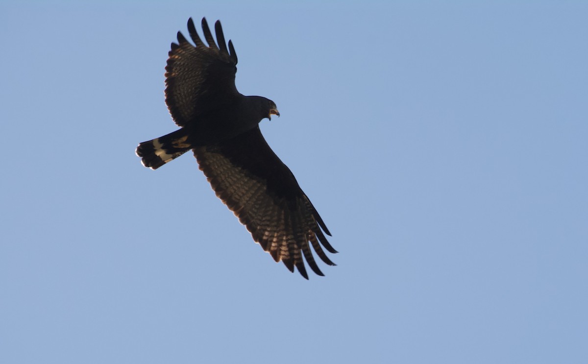 Rußbussard - ML619752480