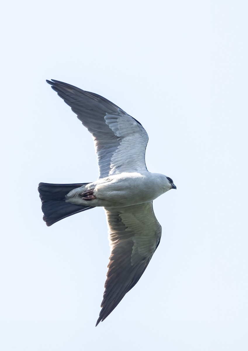 Mississippi Kite - ML619752482