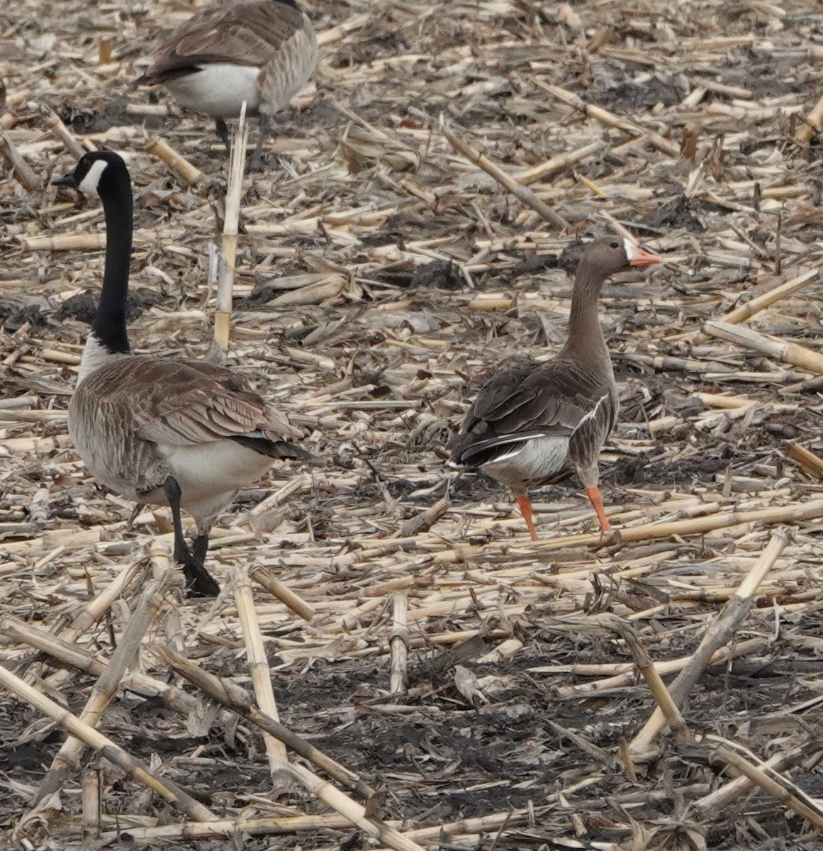 Greater White-fronted Goose - ML619752484