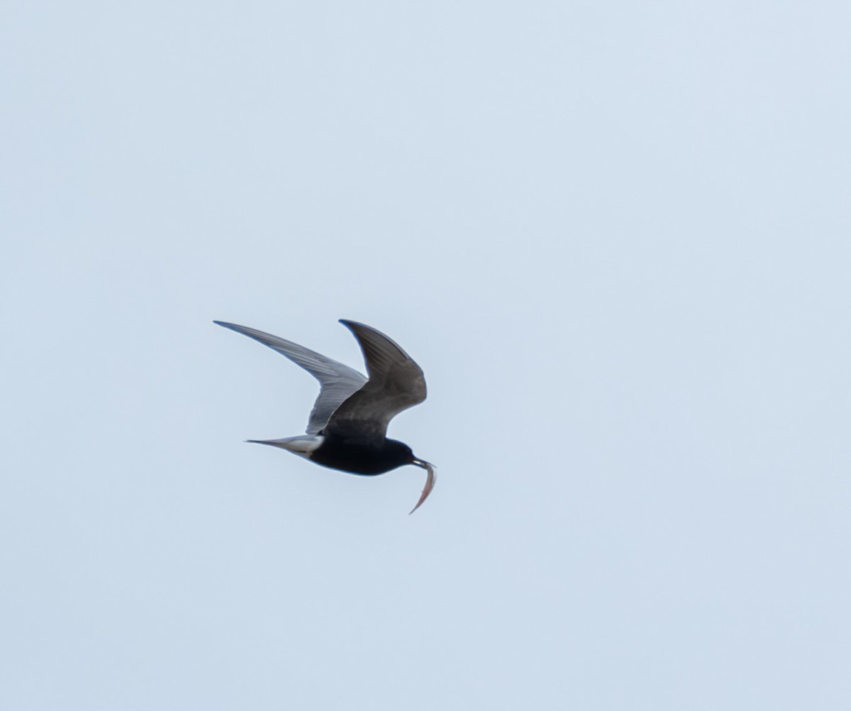 Black Tern - ML619752490