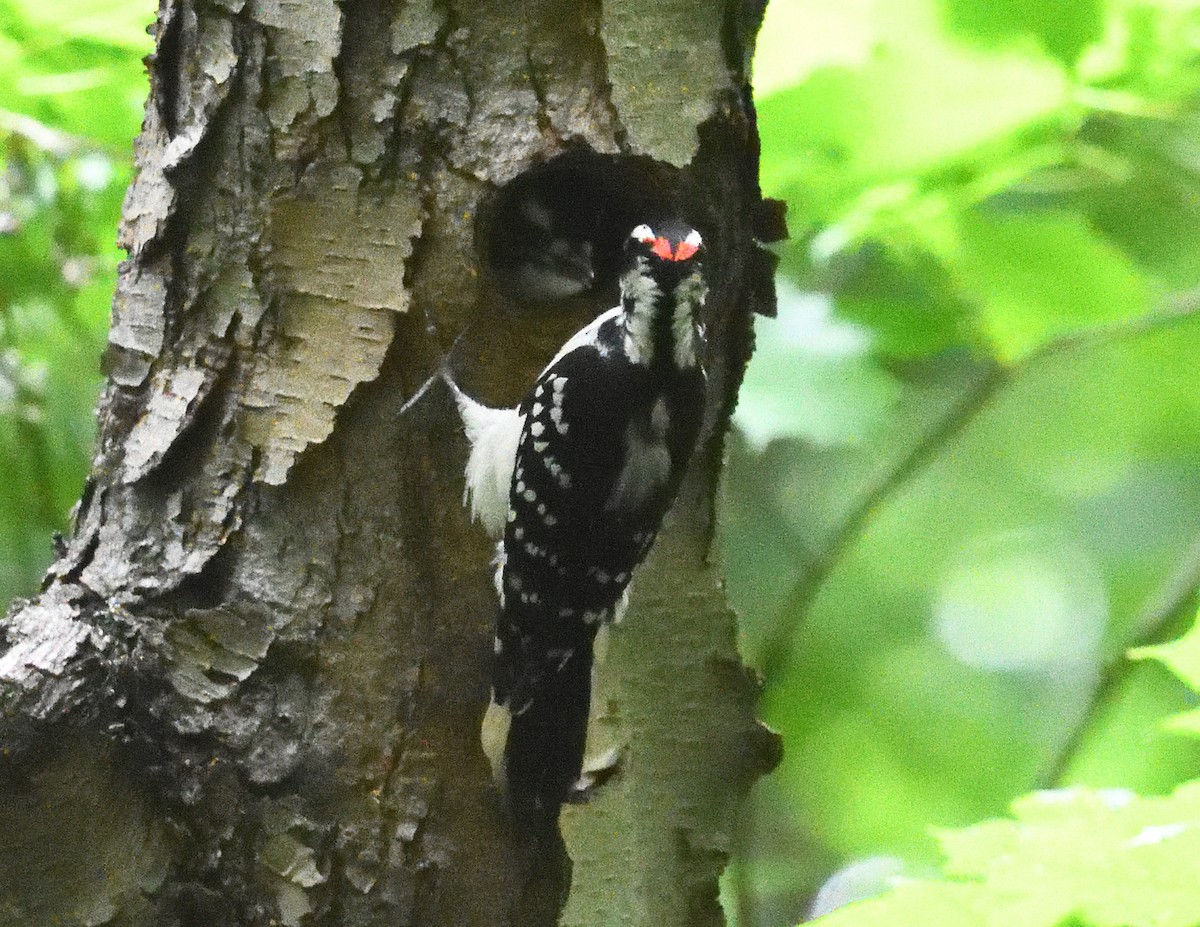Hairy Woodpecker - ML619752516