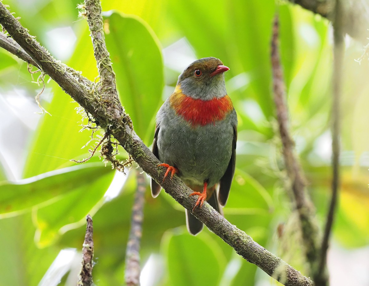 Red-banded Fruiteater - ML619752555