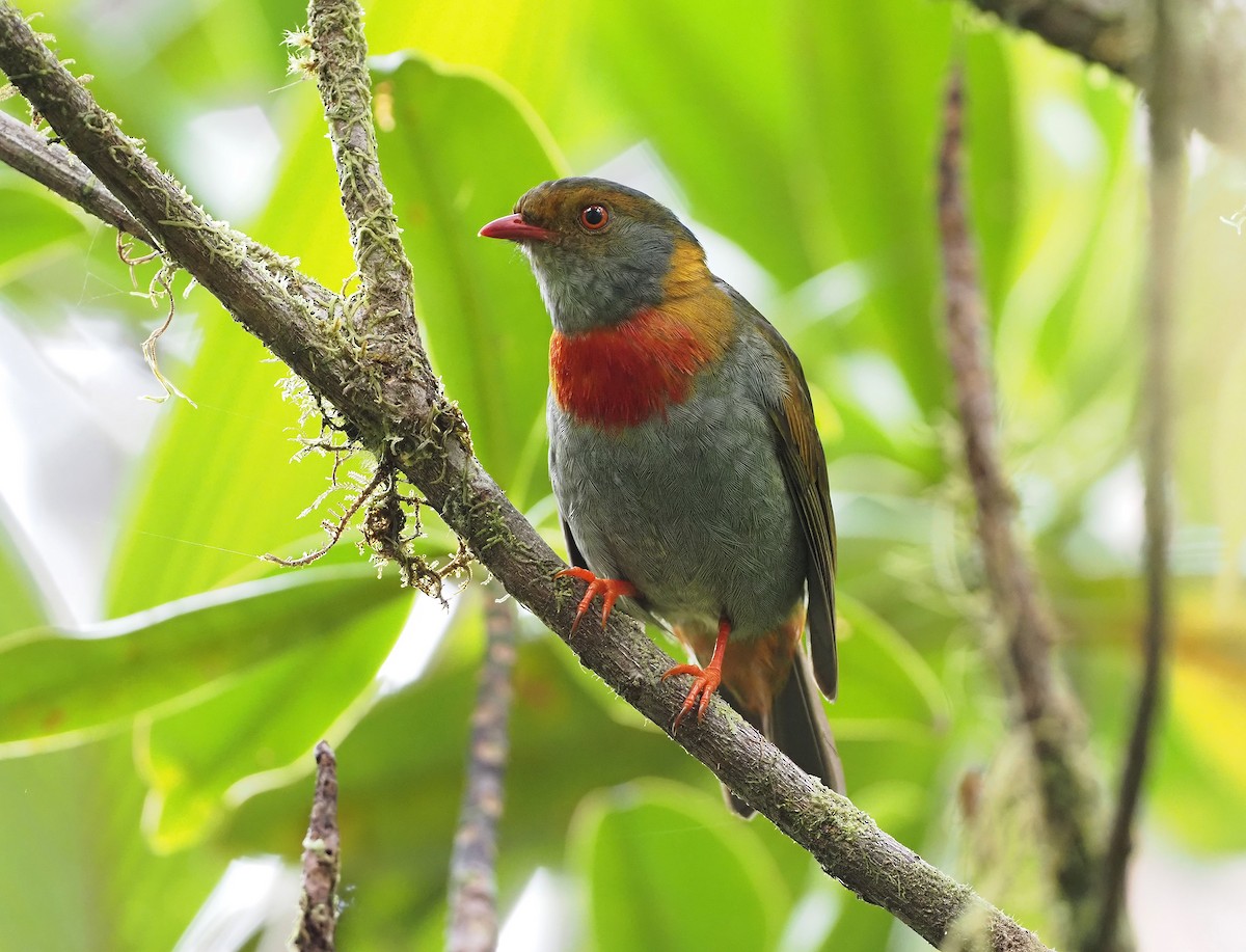 Red-banded Fruiteater - ML619752556