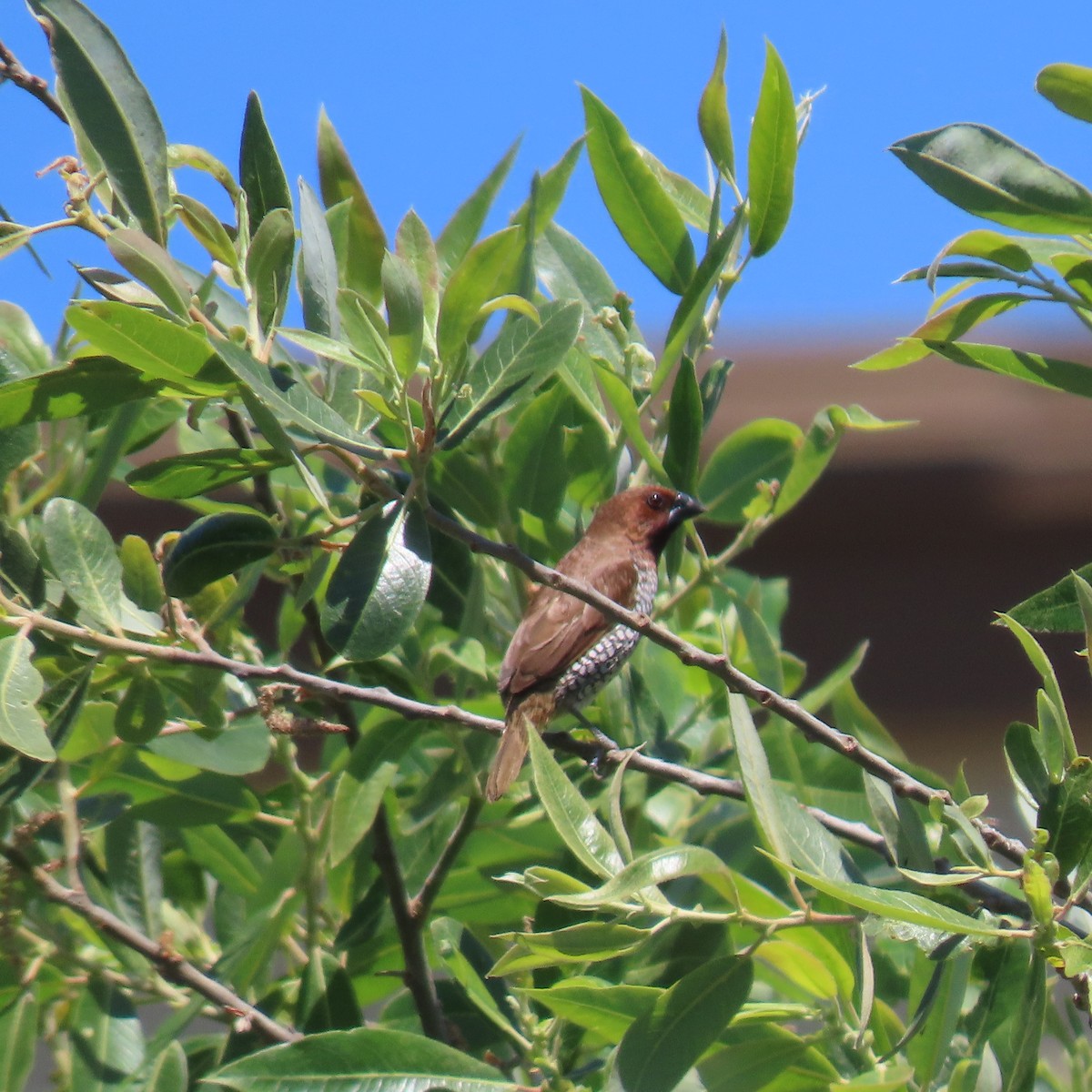 Scaly-breasted Munia - ML619752577